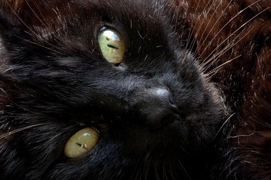 kattenfratsen