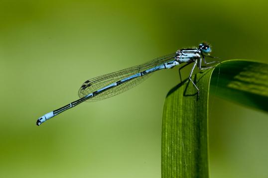 Insecten